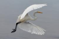 Great Egret FlyBy by Charlie Taylor