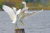 Piling Off by Charlie Taylor