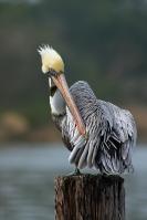 Preening Brown Pelican by Charlie Taylor