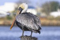 Pelican on a Perch by Charlie Taylor