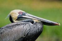 Hunkered Down Pelican by Charlie Taylor