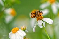 Woodland Skipper - Giclee by Charlie Taylor