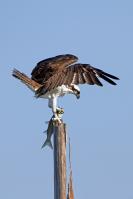 Osprey Bringing Home Biloxi Bacon by Charlie Taylor