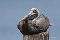 Snuggly Pelican by Charlie Taylor