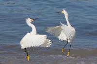 Snowy Egret Antics by Charlie Taylor