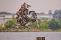 Rough Landing by Charlie Taylor