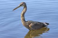 Great Blue Heron Portrait by Charlie Taylor