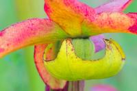 Pitcher Plants by Charlie Taylor