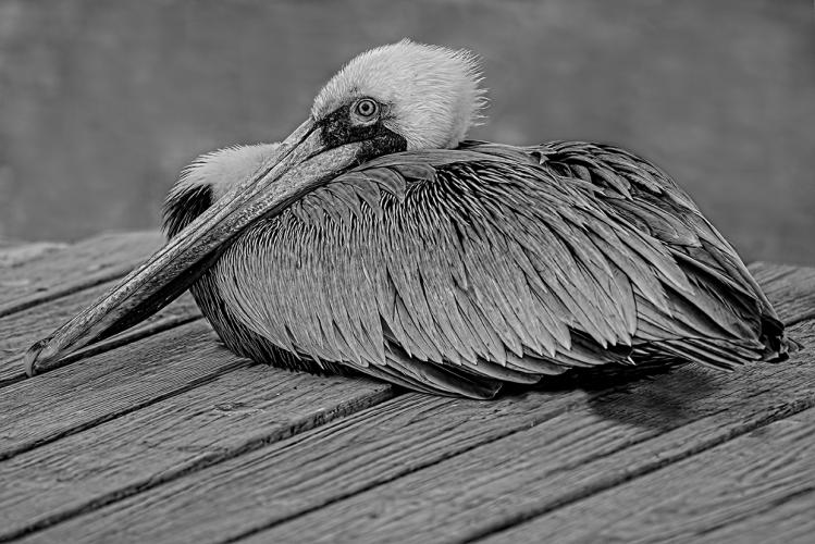Pelican on a Pier BW - Giclee by Charlie Taylor