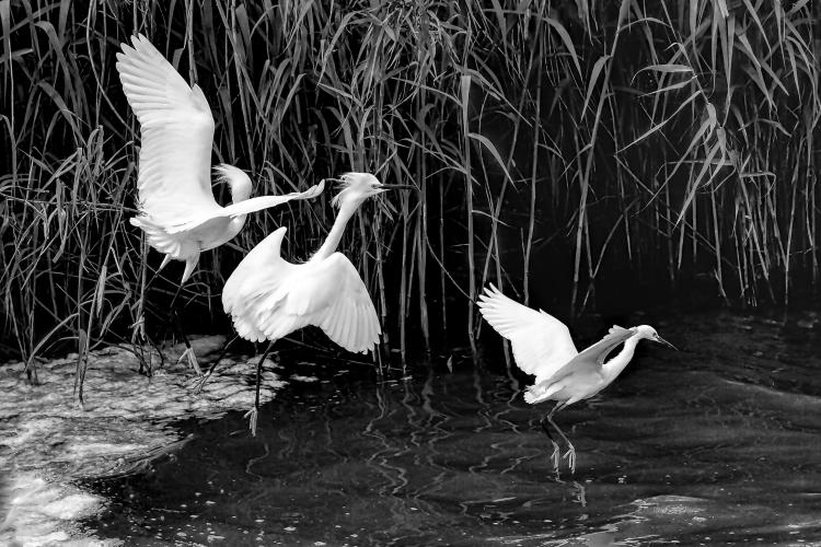 Snowy Egrets Flyaway by Charlie Taylor