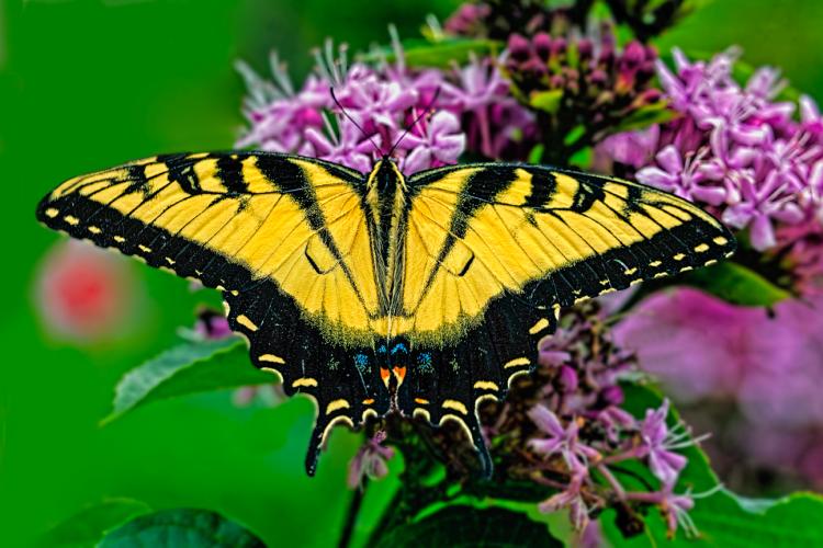 Tiger Swallowtail - Giclee Deckle by Charlie Taylor