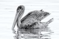Brown Pelican Monochome by Charlie Taylor