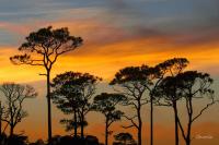 Pines and Evening Light by Charlie Taylor