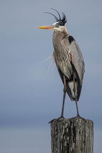 Great Blue Heron Standing Watch - Giclee by Charlie Taylor