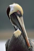 Gold Crowned Brown Pelican by Charlie Taylor