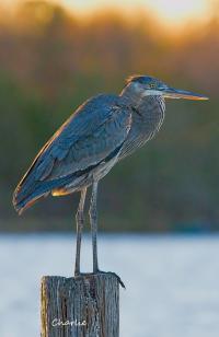 Great Blue at Sunset - Giclee by Charlie Taylor