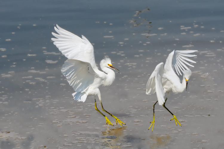 Snowy Egret Confrontation by Charlie Taylor