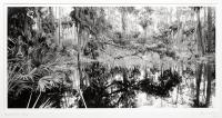 Hunting Island Swamp by Bryan Garris
