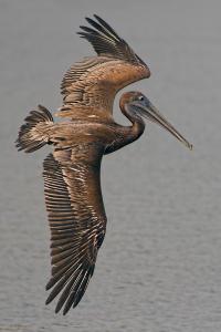 Brown Pelican Flyby by Charlie Taylor