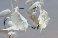 Snowy Egrets Clash by Charlie Taylor