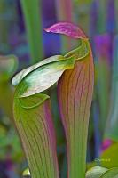 Pitcher Plant Closeness - Giclee by Charlie Taylor