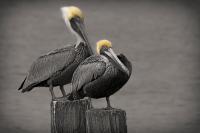 Two Pelicans on Pilings - Giclee by Charlie Taylor