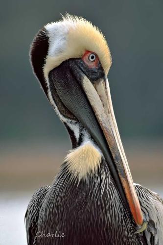 A Posing Pelican by Charlie Taylor