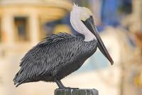 Pelican Posing - Giclee by Charlie Taylor