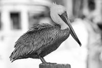 Pelican on a Piling BW - Giclee by Charlie Taylor