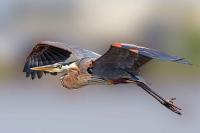 Great Blue Flyby - Giclee by Charlie Taylor