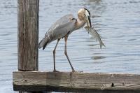 Great Blue Heron & Biloxi Bacon by Charlie Taylor