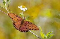 Fritillary on Blackjack - Giclee Deckle by Charlie Taylor