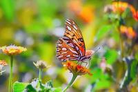 Fritillary among Flowers - Giclee Deckle by Charlie Taylor