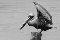 Pelican Landing on a Piling - Giclee B&W by Charlie Taylor