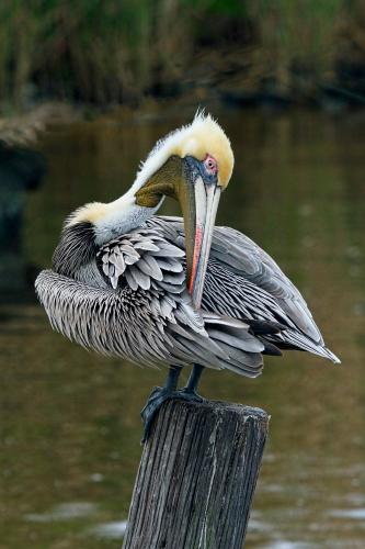 Preening Pelican on a Piling by Charlie Taylor