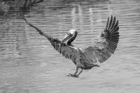 Pelican Landing in Back Bay - Giclee B&W by Charlie Taylor