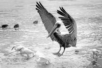 Pelican Landing Among Birds - Giclee B&W by Charlie Taylor