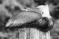Resting Pelican - Giclee B&W by Charlie Taylor