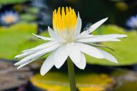 Water Lily - Giclee by Charlie Taylor