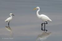 Snowy Egret & Great Egret - Giclee by Charlie Taylor