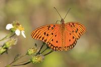 Gulf Fritillary - Giclee Deckle by Charlie Taylor