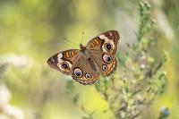 Buckeye Butterfly - Giclee Deckle by Charlie Taylor