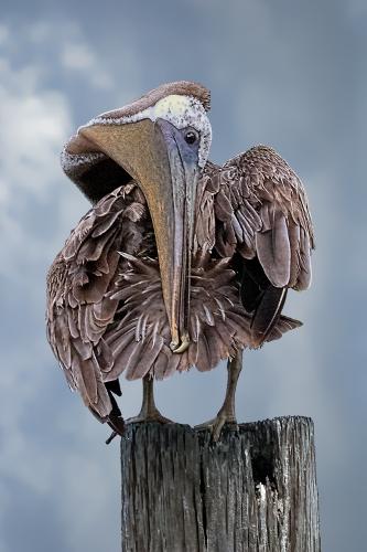 Contortionist Pelican by Charlie Taylor