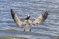 Brown Pelican Flying Away by Charlie Taylor