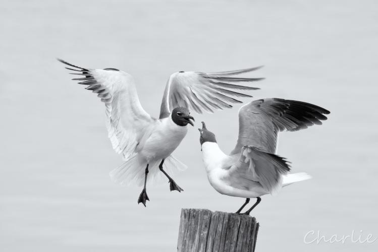 Gulls Squabble over a Piling - Giclee B&W by Charlie Taylor