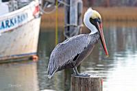 Pelican on a Post by Charlie Taylor