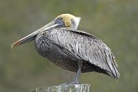 Brown Pelican Chillin by Charlie Taylor