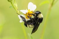 Bumblebee on Blackjack - Giclee Deckle by Charlie Taylor