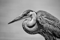 Great Blue Heron by Charlie Taylor