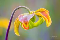 Pitcher Plant Flower by Charlie Taylor